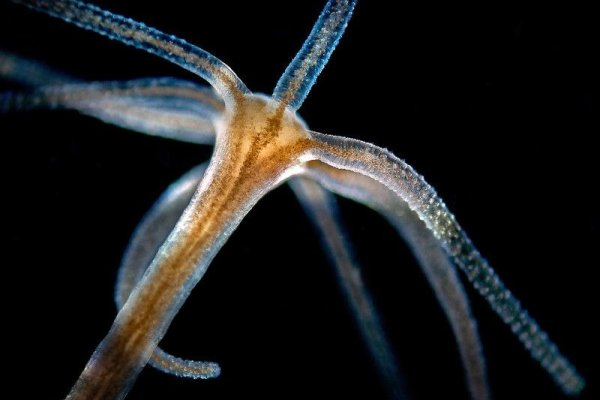 Kraken ссылка на сайт актуальная