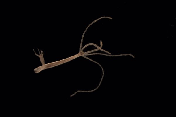 Кракен без впн