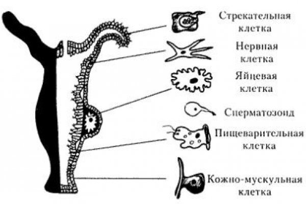Кракен тор это